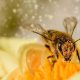 Las abejas melíferas luchan con su propia pandemia