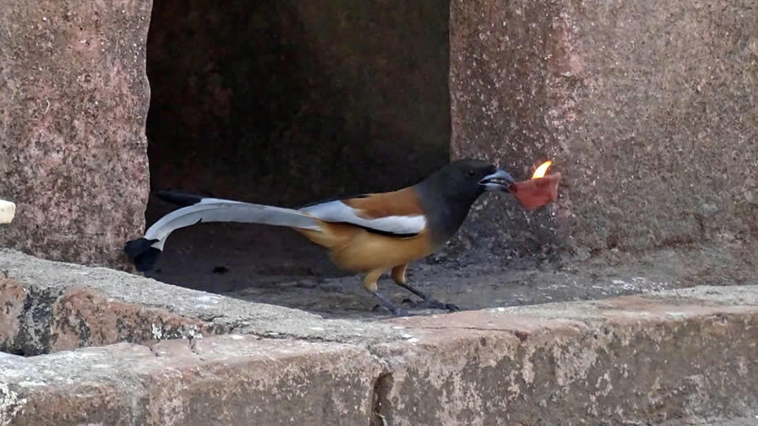 Aves «comen fuego» en un audaz acto de supervivencia