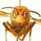 Científicos esperan cazar «avispones asesinos» antes de que acaben con las abejas