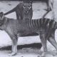 El último vídeo del «extinto» Tigre de Tasmania ha sido lanzado al público