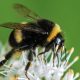 Los abejorros muerden las plantas para obligarlas a florecer (sí, en serio)