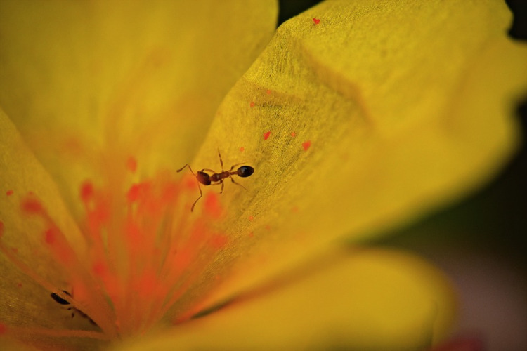 Hormiga polinizando una flor