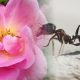 Buenas noticias: ¡Las hormigas están polinizando!