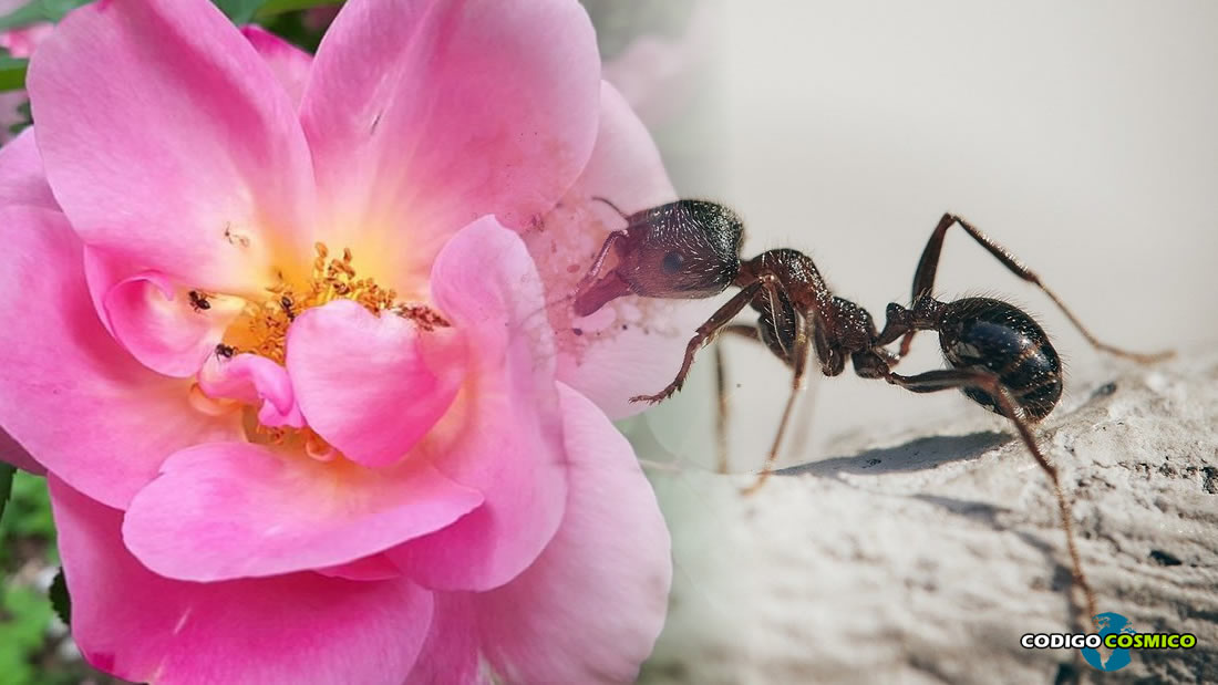 Buenas noticias: ¡Las hormigas están polinizando!
