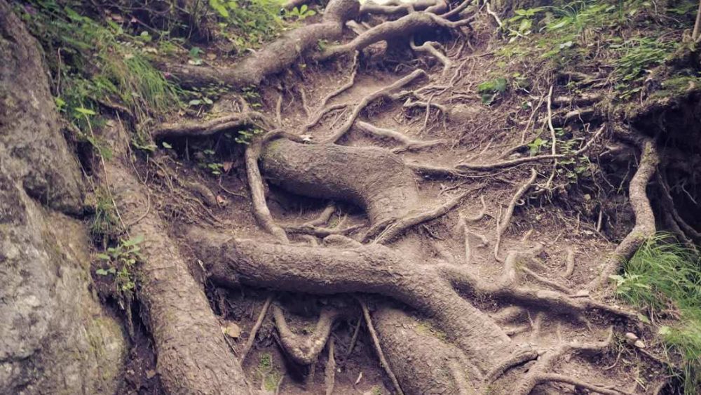 Estudio revela que las plantas pueden absorber plástico a través de sus raíces