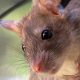 Las ratas están más agresivas buscando comida en medio del cierre de restaurantes, advierte el CDC