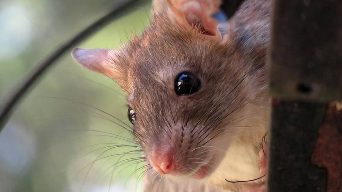 Las ratas están más agresivas buscando comida en medio del cierre de restaurantes, advierte el CDC