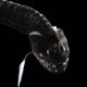 Científicos descubren criaturas de aguas profundas «Vantablack»