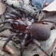 Descubren nuevo grupo de «arañas trampilla» maestras del camuflaje en Australia