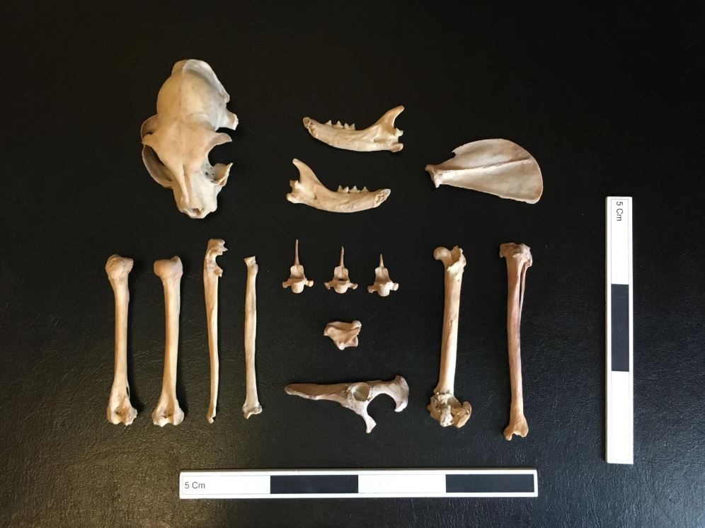 Esqueleto de gato de 1.000 años sugiere que pastores nómadas cuidaban de mascota enferma