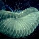 Fascinante criatura marina contribuye a eliminar desechos del mar que calientan el planeta