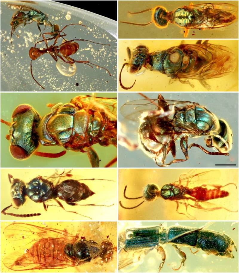 Muestras de ámbar revelan colores vivos de insectos de 99 millones de años