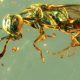 Muestras de ámbar revelan colores vivos de insectos de 99 millones de años