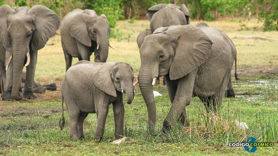 Nacen un par de raros gemelos elefantes por primera vez en Sri Lanka