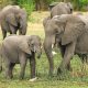Nacen un par de raros gemelos elefantes por primera vez en Sri Lanka