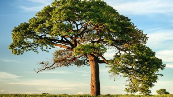 ¿Por qué los árboles antiguos pueden evitar la muerte?