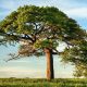 ¿Por qué los árboles antiguos pueden evitar la muerte?