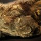 Cachorro de león de las cavernas extinto y congelado confirma que es una especie diferente del león moderno