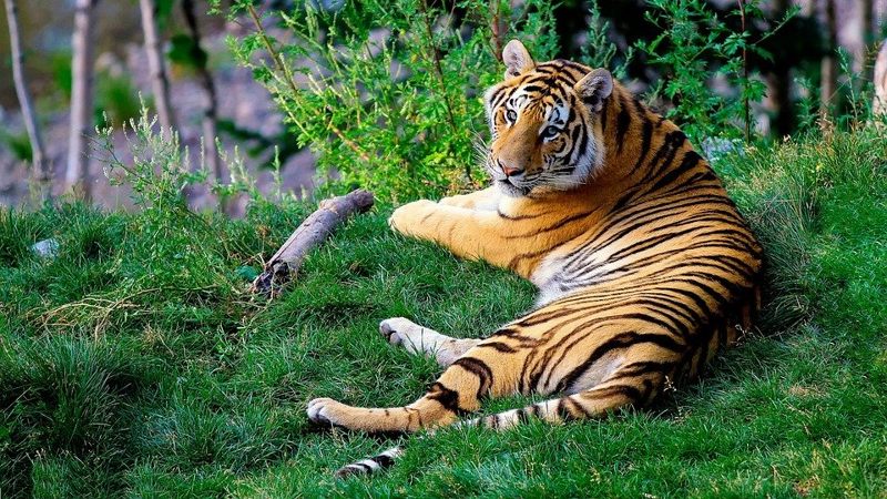 Tigres en peligro de extinción enfrentan nuevas amenazas por construcción de carreteras en Asia