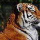 Los tigres en peligro de extinción enfrentan amenazas por la construcción de carreteras en Asia