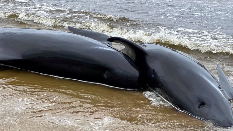 450 ballenas quedan varadas en playas de Tasmania
