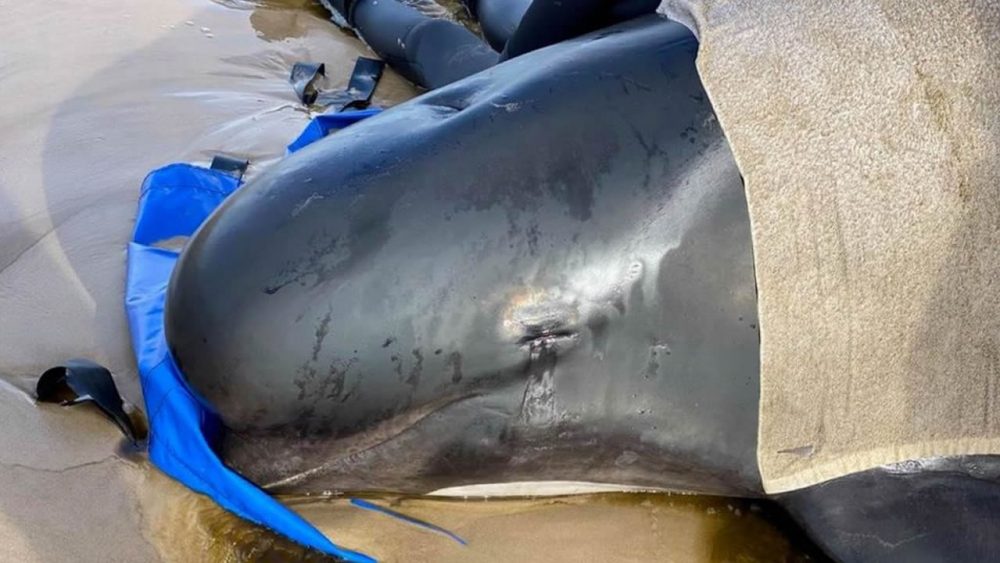 450 ballenas quedan varadas en playas de Tasmania