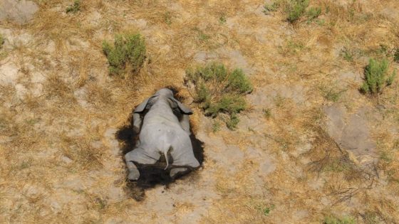 Misteriosa muerte de cientos de elefantes en Bostwana fue causada por envenenamiento con cianobacterias
