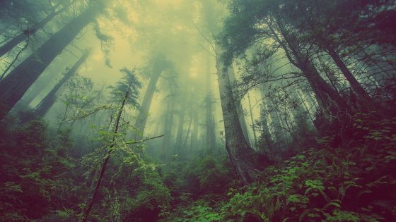 ¿Plantar un billón de árboles realmente salvaría a la Tierra?