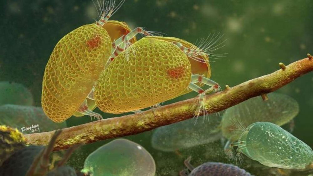Hallan el esperma animal más antiguo del mundo atrapado en ámbar: 100 millones de años
