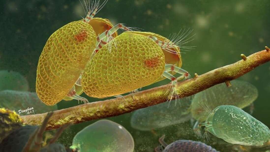 Hallan el esperma animal más antiguo del mundo atrapado en ámbar: 100 millones de años