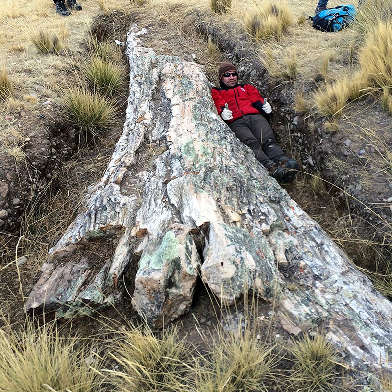 Hallan gigante árbol fósil de 10 millones de años en Perú