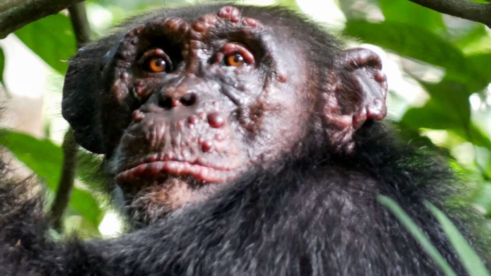 Detectan Lepra en chimpancés salvajes por primera vez