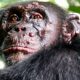 Detectan Lepra en chimpancés salvajes por primera vez