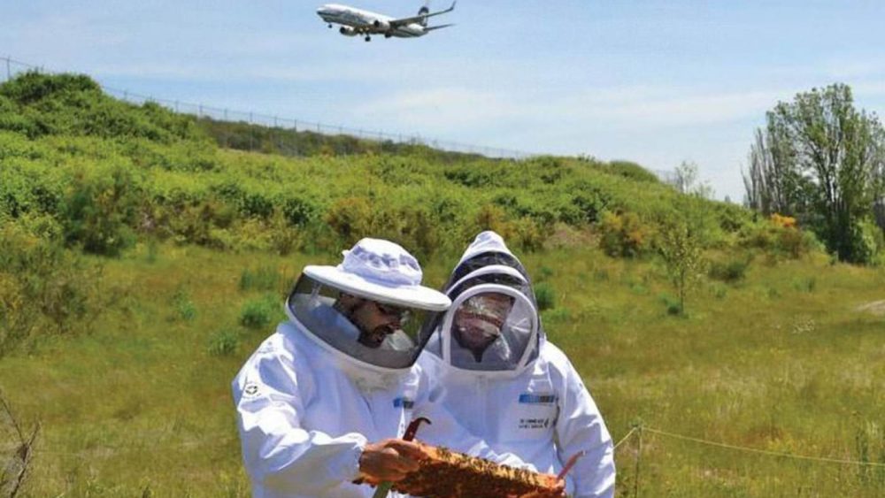 Aeropuerto Internacional ayuda a apicultores a salvar a las abejas