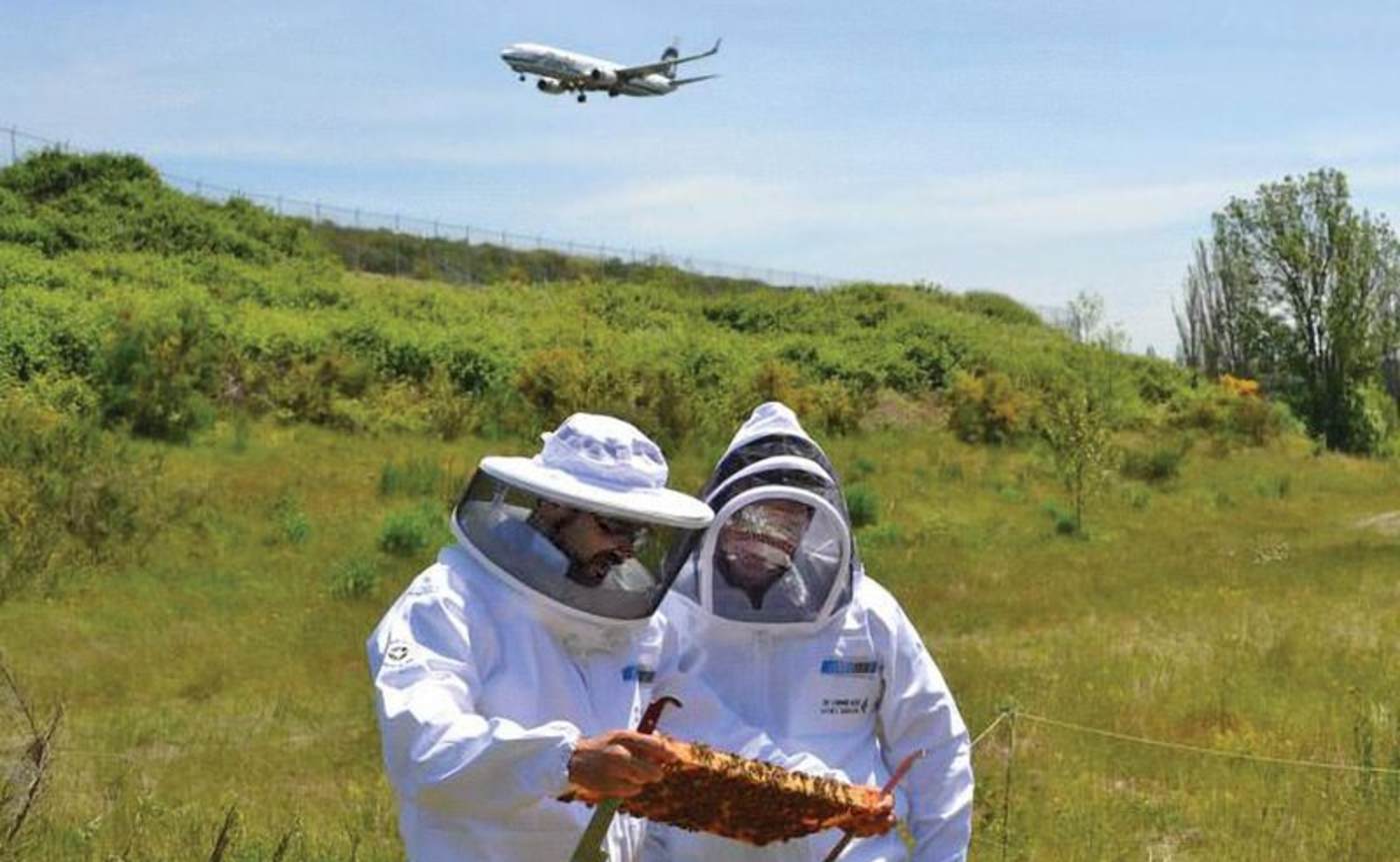 Aeropuerto Internacional ayuda a apicultores a salvar a las abejas
