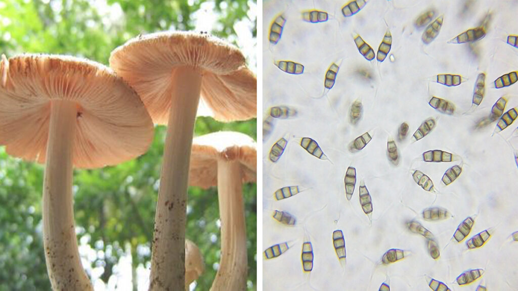 Unique Plastic Discoveries: Pestalotiopsis microspora degrading plastic - Depotopic