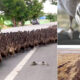 En Tailandia usan miles de patos para limpiar los arrozales de plagas y evitar los pesticidas