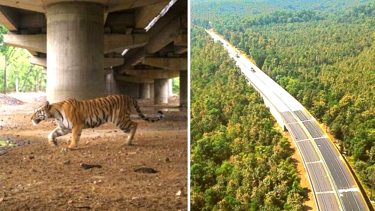India: Construyen una autopista en el aire para no afectar hábitat de tigres