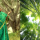 No tuvo hijos pero plantó miles de árboles en la India por más de 70 años