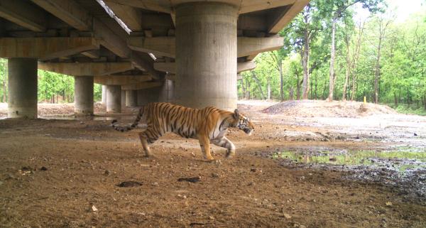 Tigre en la India