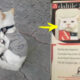 Wero, el gato callejero adoptado por una empresa ¡y que también usa fotocheck!