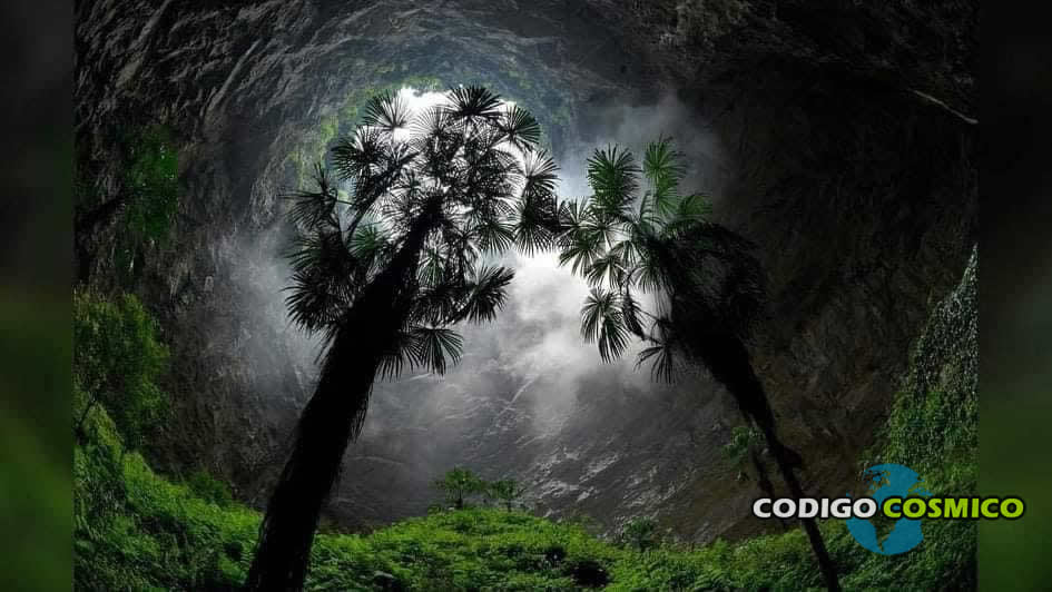Científicos descubren un enorme bosque primitivo oculto en un agujero a 192 metros de profundidad