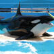 Luego de estar cautiva 50 años, la orca "Lolita" será liberada finalmente