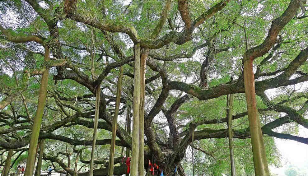 Thimmamma Marrimanu, llamado el "árbol de la vida"