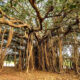 Árbol de la vida: conoce el bosque formado por un solo árbol vivo más grande del mundo