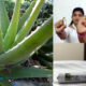Emprendedores crean la primera batería de Aloe Vera 100% ecológica y no peligrosa