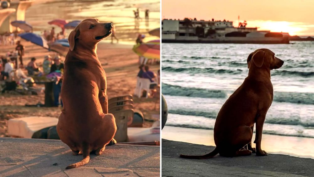 Perrito sin hogar acude todas las tardes a la playa a ver el atardecer. Algunos creen que espera a su humano