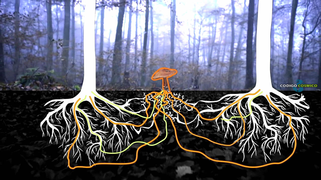 Científicos descubren cómo los árboles se comunican a través de una antigua red bajo tierra