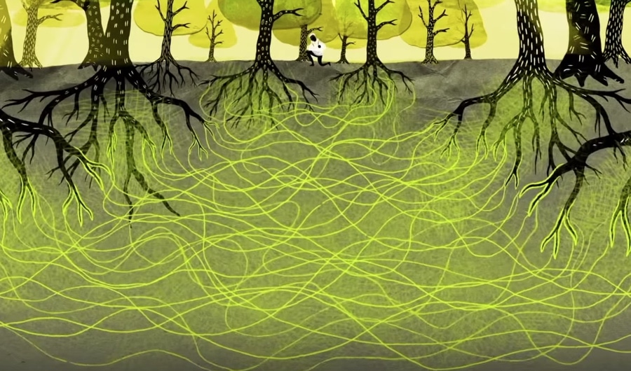 Wood-Wide Web o la red de comunicación de los árboles bajo tierra.