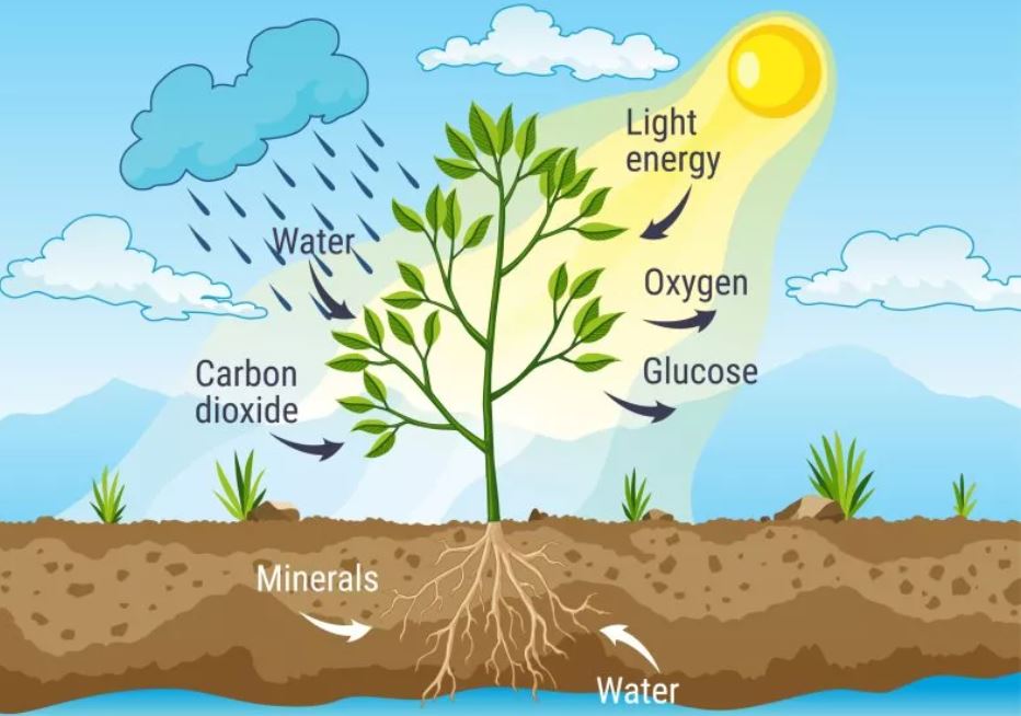 Gráfico que muestra cómo funciona la fotosíntesis. Utiliza la energía de la luz solar para impulsar una reacción entre el CO2 y el agua dentro de la planta, convirtiéndolos en oxígeno y azúcares.